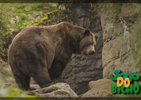 urso puxa no jogo do bicho